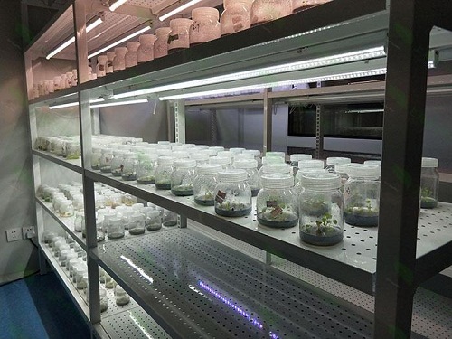 东光植物组织培养实验室设计建设方案